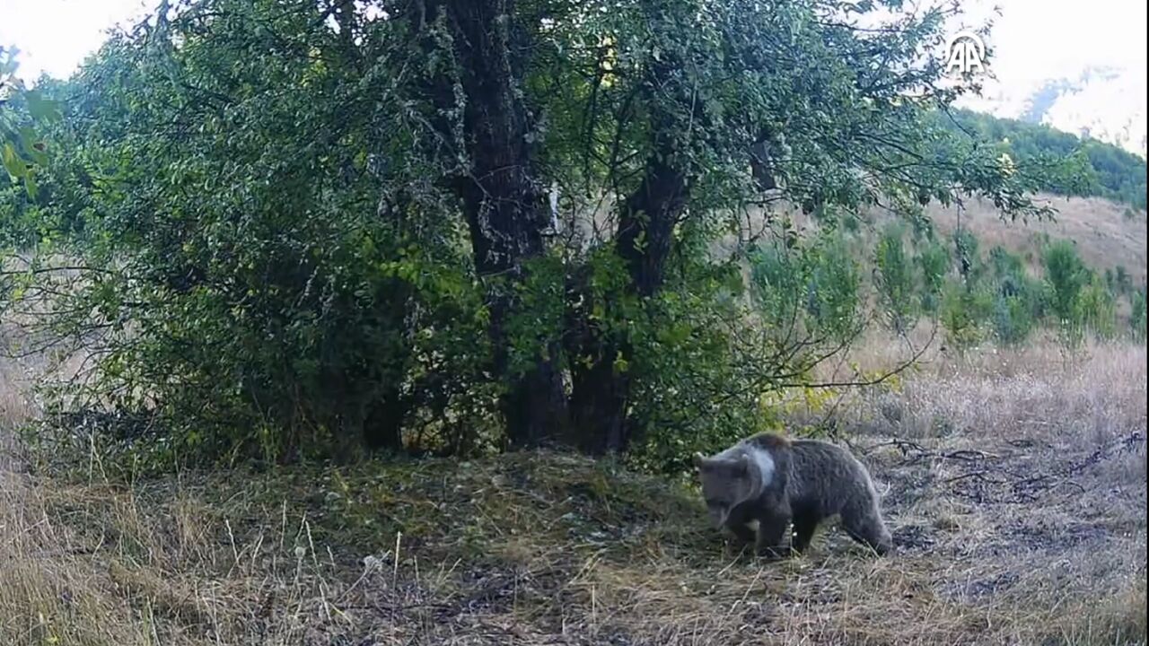 Kastamonu Doğal Hayat Görüntülendi (2)
