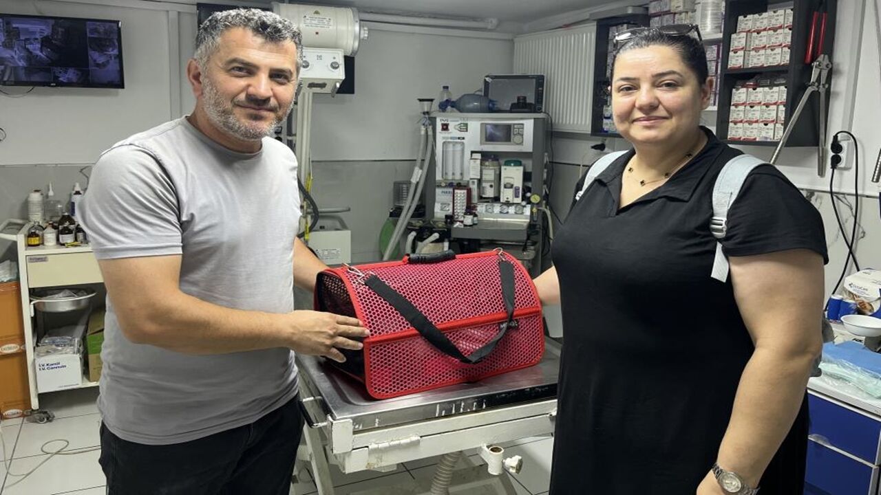 Kastamonu Kedi Operasyonu Düştü (2)
