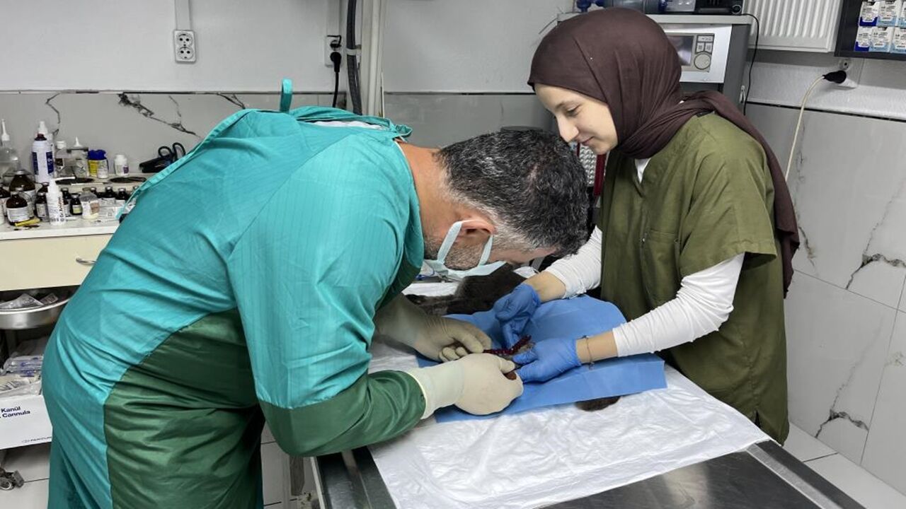 Kastamonu Kedi Operasyonu Düştü (3)