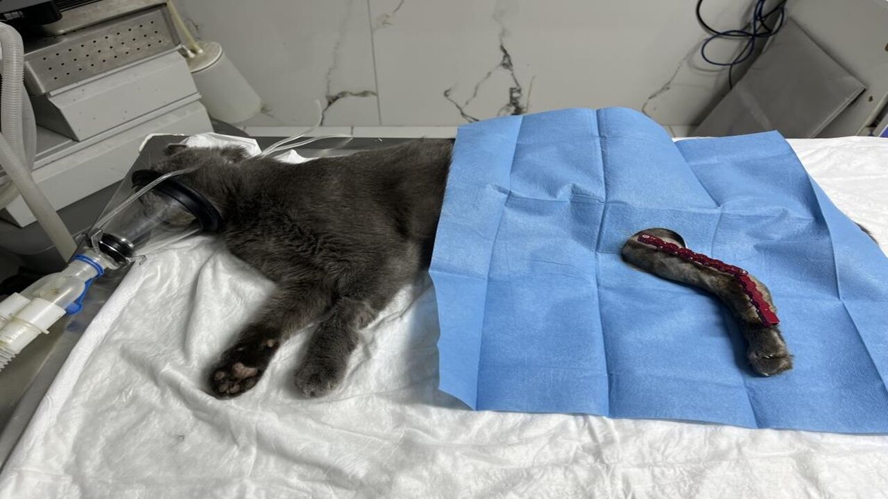 Kastamonu Kedi Operasyonu Düştü (6)