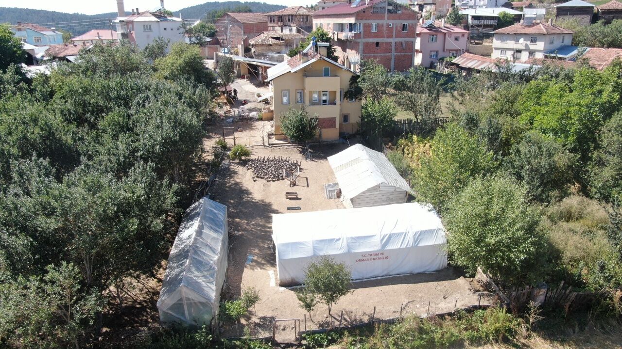 Kastamonu’da Kaz Çiftliği Kurdu, Siparişlere Yetişemiyor 6