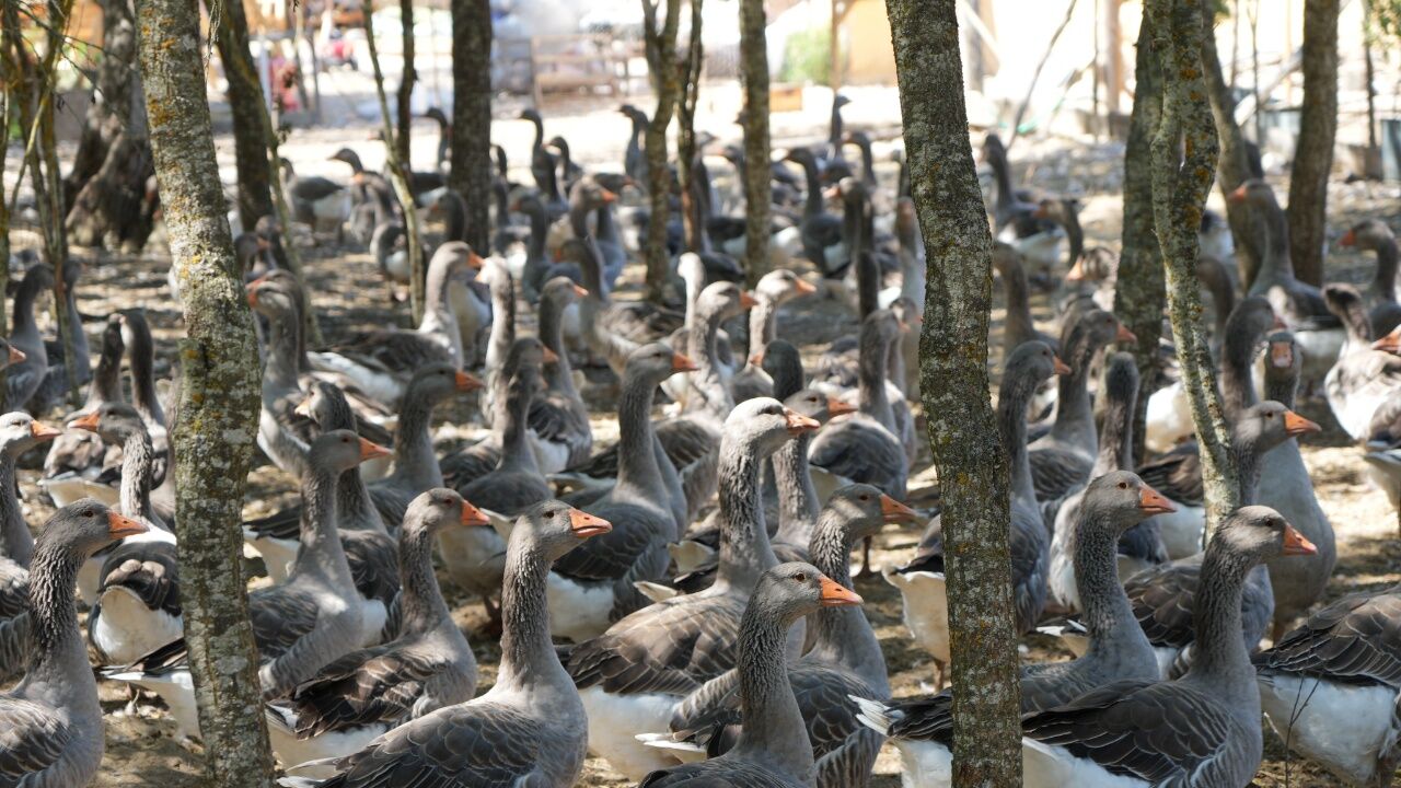 Kastamonu’da Kaz Çiftliği Kurdu, Siparişlere Yetişemiyor