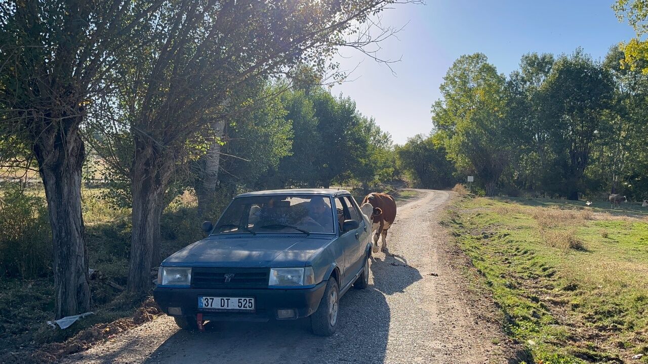 Kastamonu’da Yürek Isıtan Görüntü! Anne Inek Peşinden Koştu 2