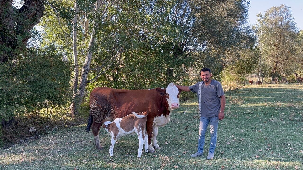 Kastamonu’da Yürek Isıtan Görüntü! Anne Inek Peşinden Koştu 3
