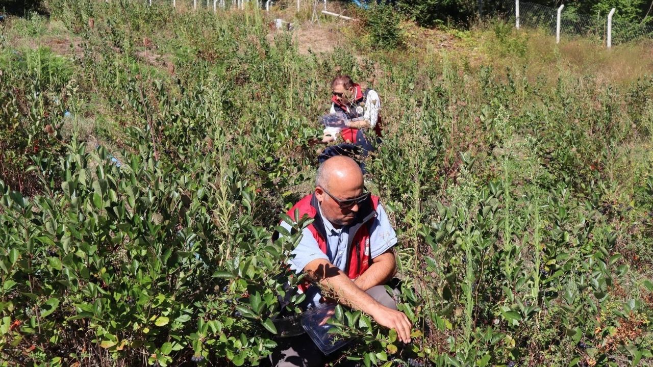 Kastamonu’nun Süper Meyvesinde Verim Yüzde 50 Arttı (2)