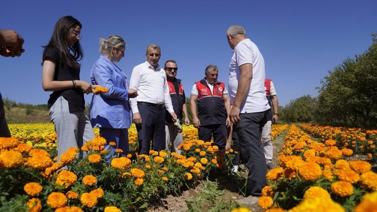 Kesme Çiçek Üretimi (4)