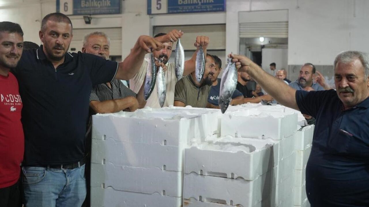 Palamut Hamsi Görüntü (2)