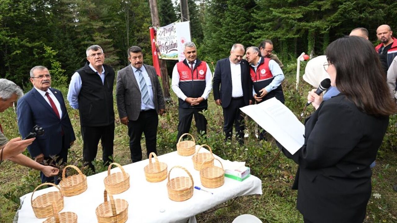 Şenpazar Aronya Toplama Geleneksel (3)