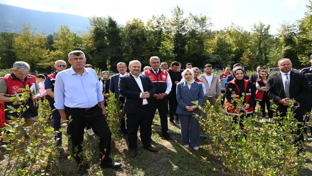 Şenpazar Aronya Toplama Geleneksel (4)