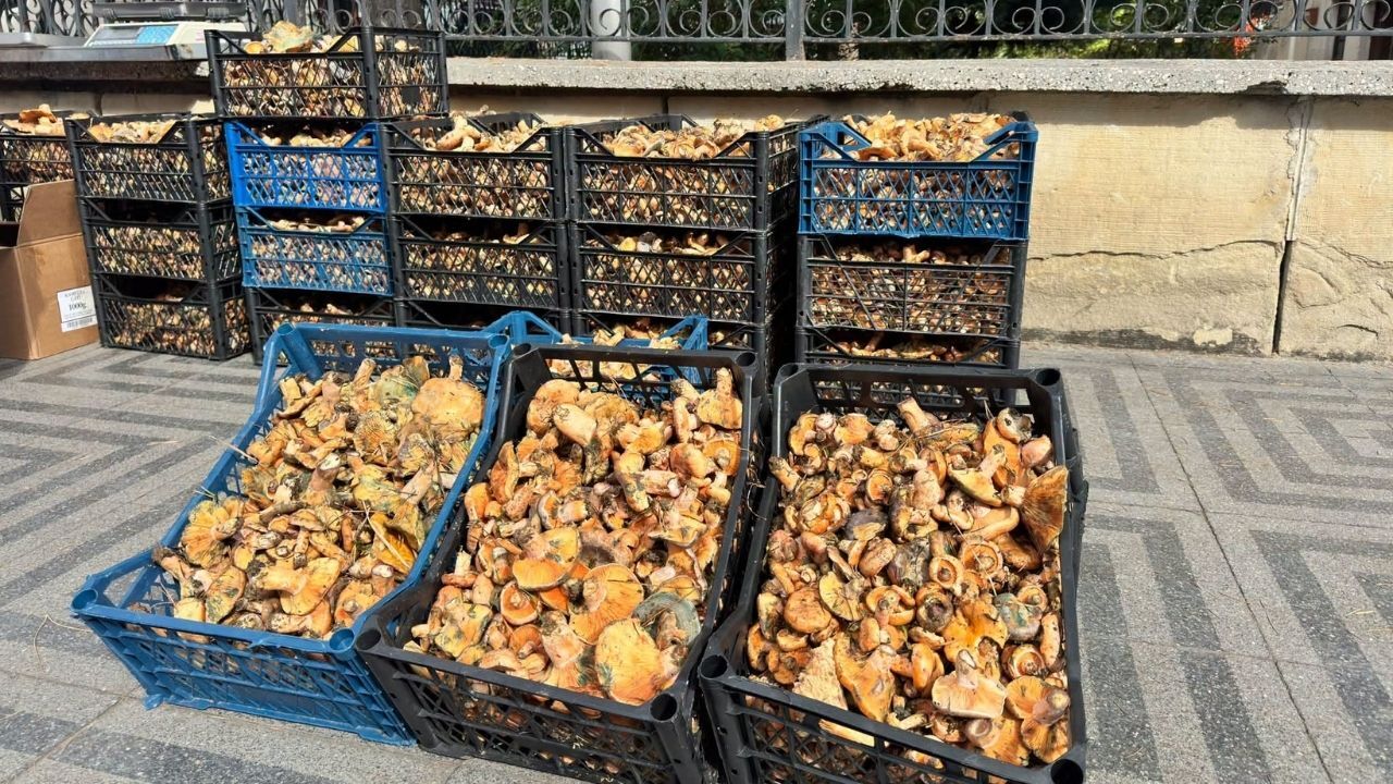 Taşköprü’de Kanlıca bolluğu fiyatı yarıya düşürdü