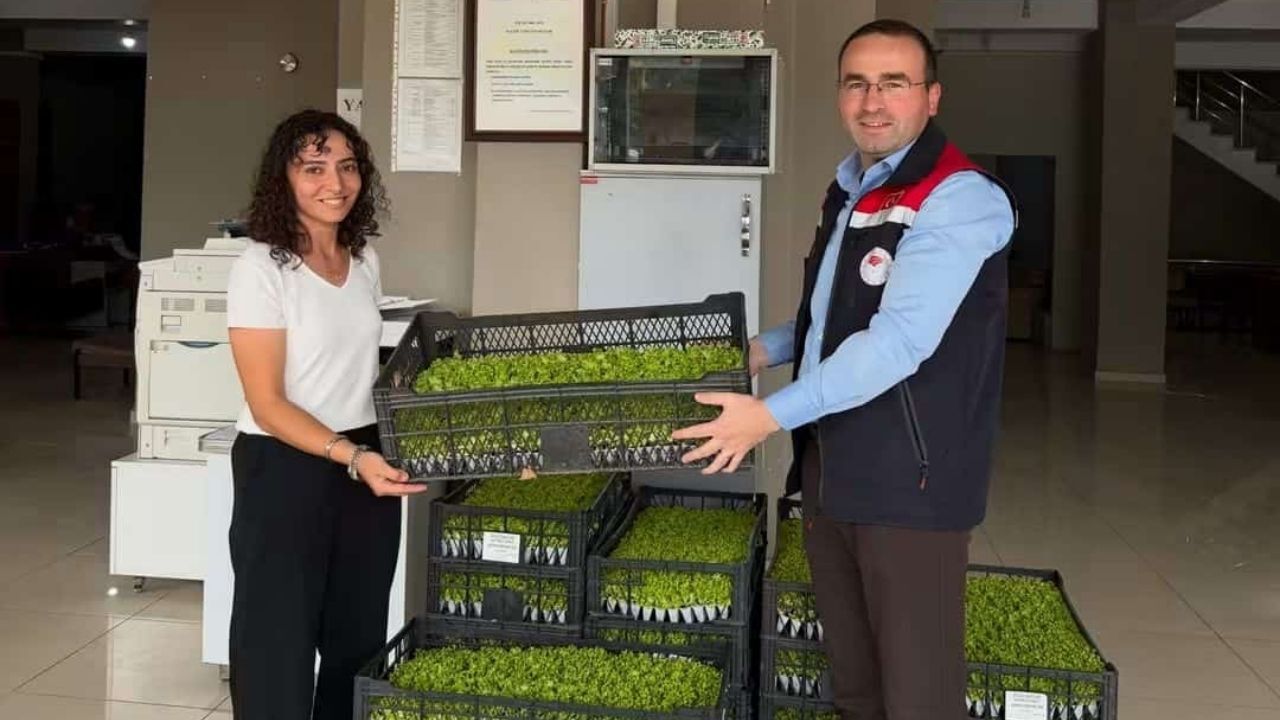 Tosya’da Üreticiye Marul Fidesi Ve Sera Örtüsü Desteği (2)