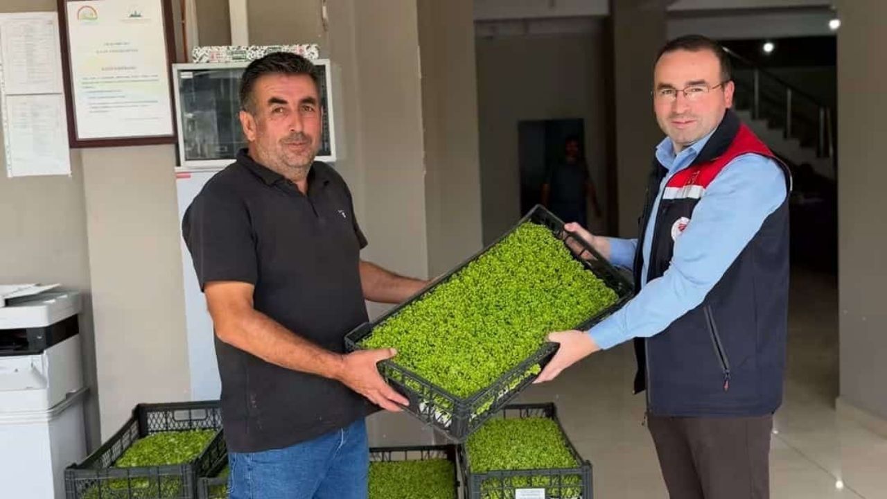 Tosya’da Üreticiye Marul Fidesi Ve Sera Örtüsü Desteği (3)