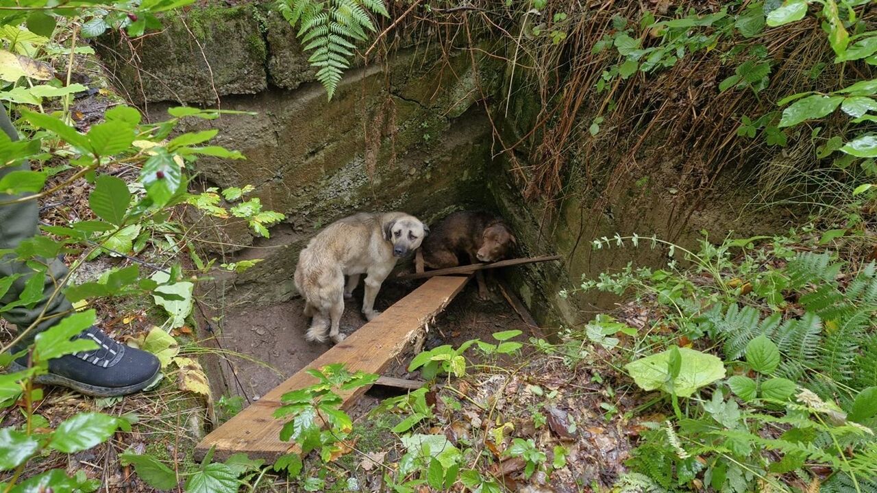 Bozkurt Köpek Kurtarma Op (2)
