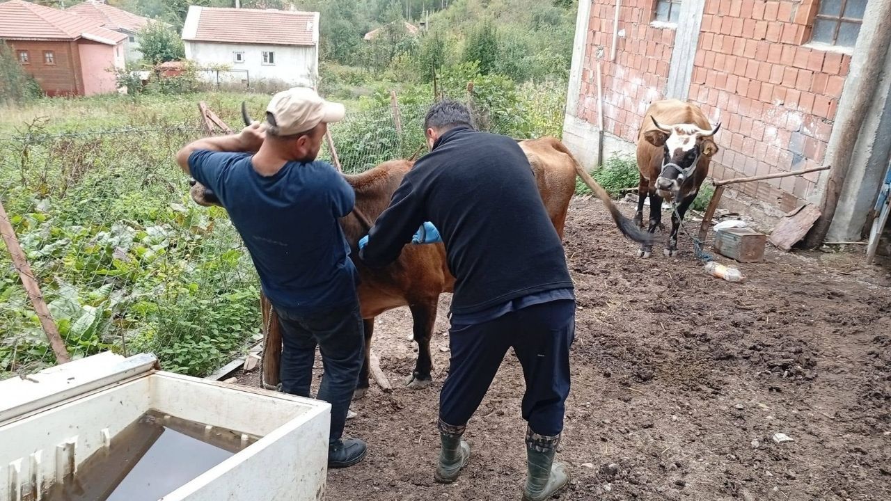 Çatalzeyti̇n Şap (1)