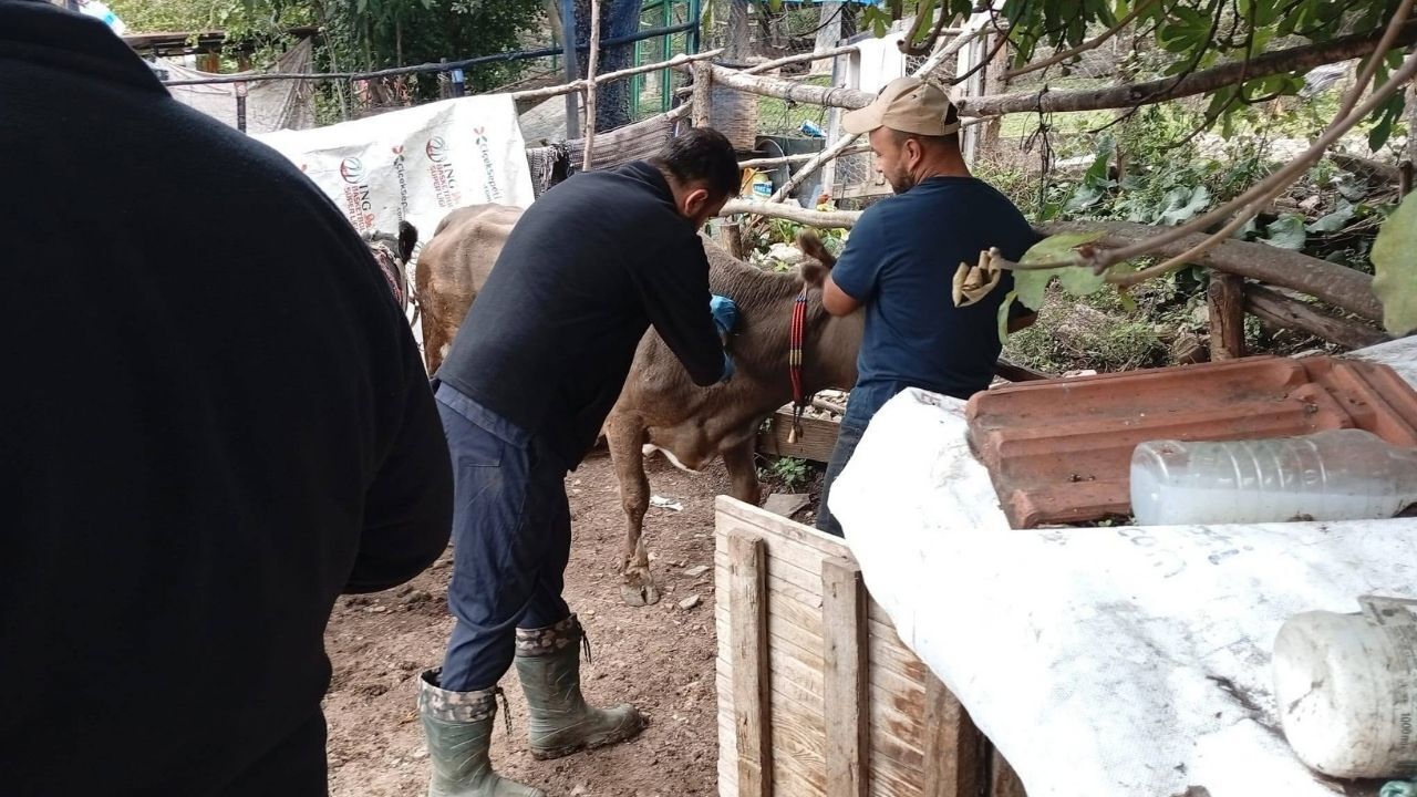 Çatalzeyti̇n Şap (2)