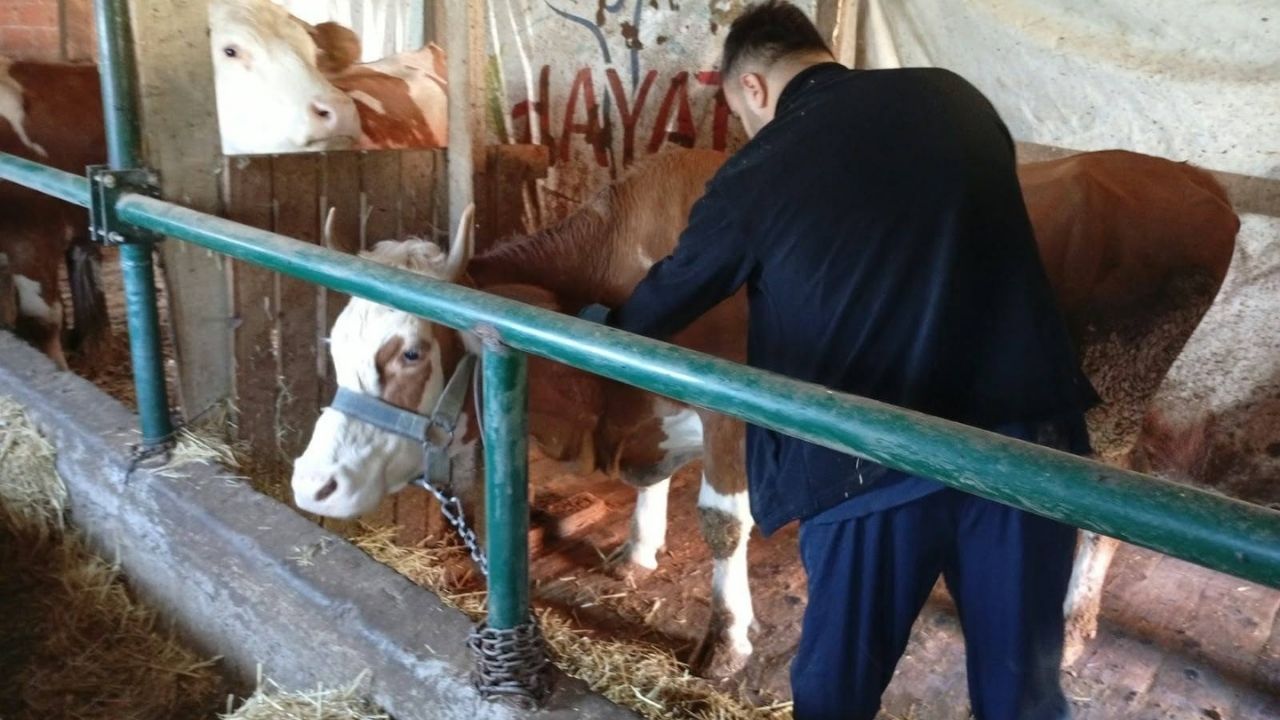 Çatalzeytin Şap Aşılama (1)