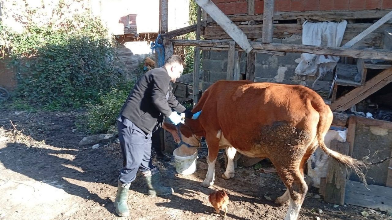 Çatalzeytin Şap Aşılama (2)