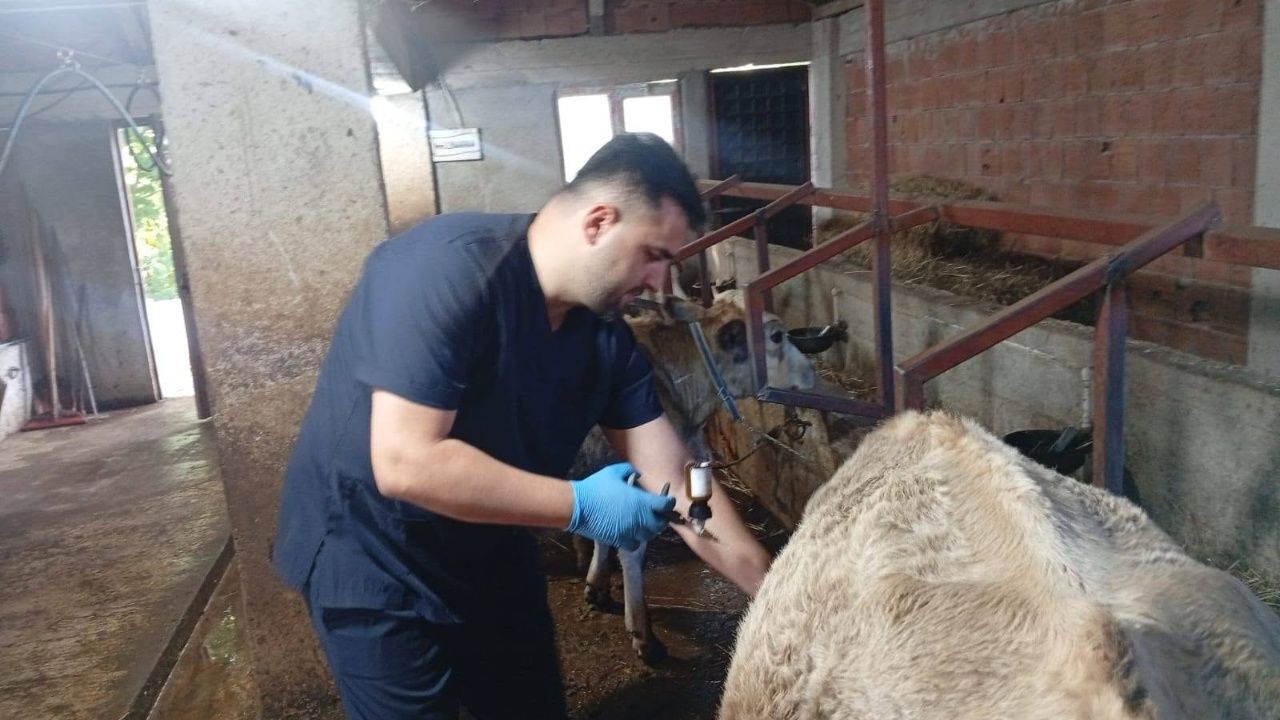 Çatalzeytin'de Hayvan Sağlığı Için Ekipler Sahada 1