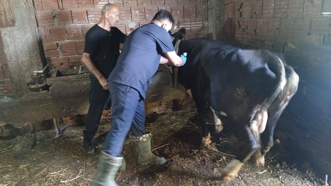 Çatalzeytin'de Hayvan Sağlığı Için Ekipler Sahada 2