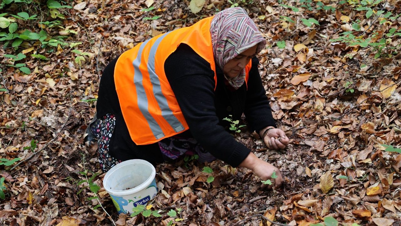 Cide’de Bol Tohum Yılı Bereketi Kayın Tohumları Toplanıyor 2