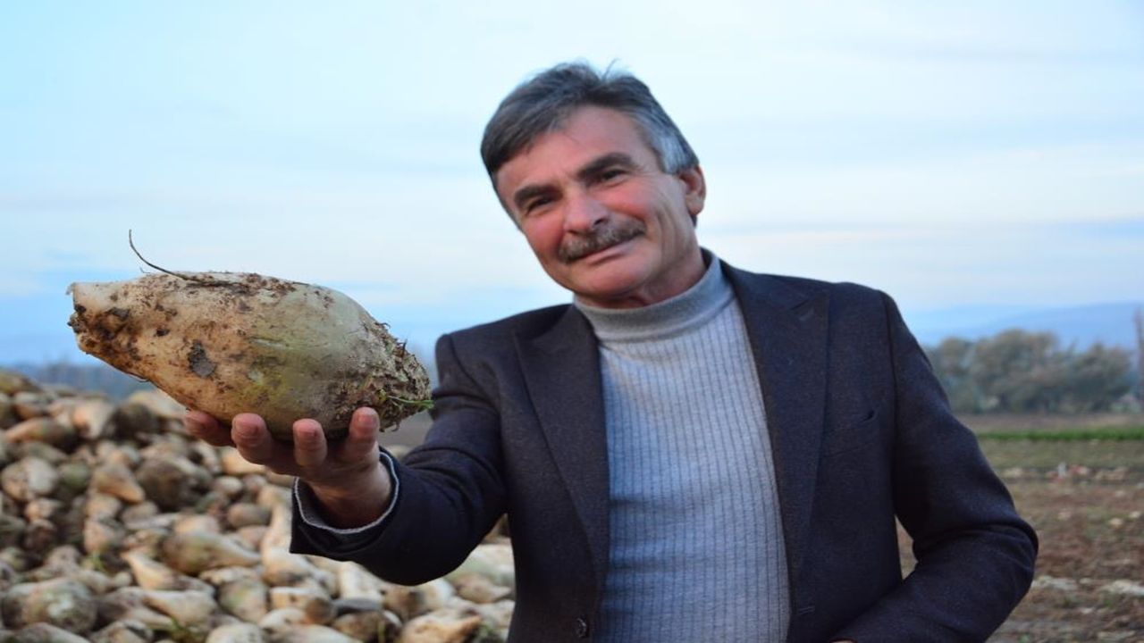 Çorum Şeker Pancarı Yalan (2)