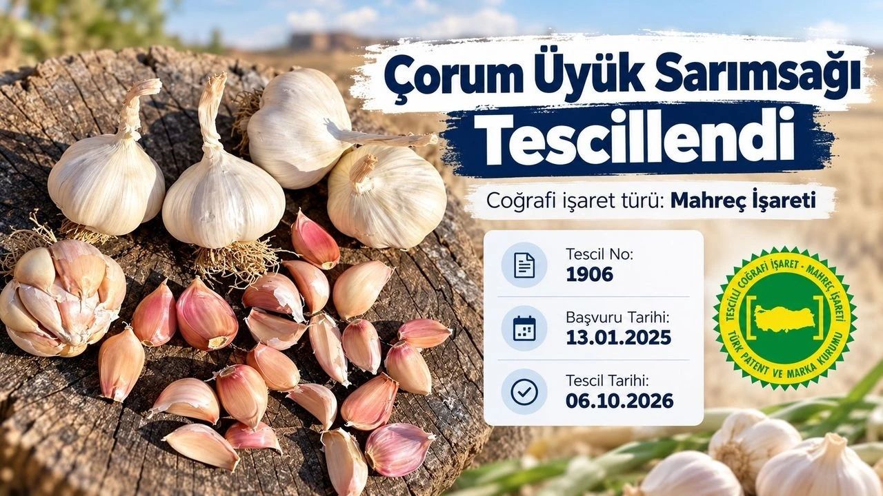 Çorum Üyük Sarımsağı