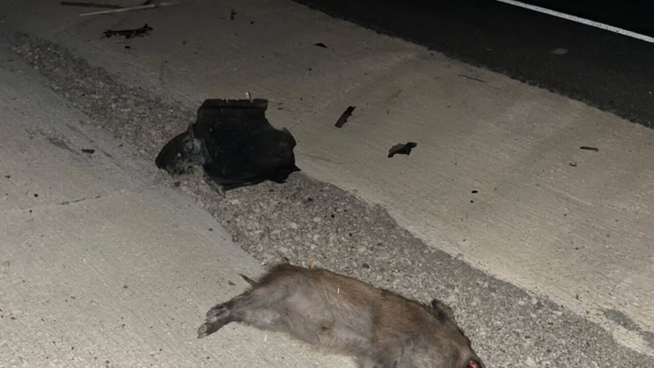 Hanönü’nde Otomobil Domuz Sürüsüne Çarptı 2 Yaralı 1