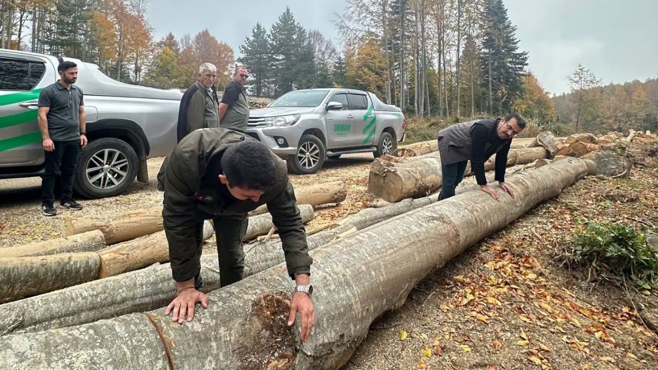 İnebolu, Kastamonu’da doğal gençleştirmeye damga vurdu