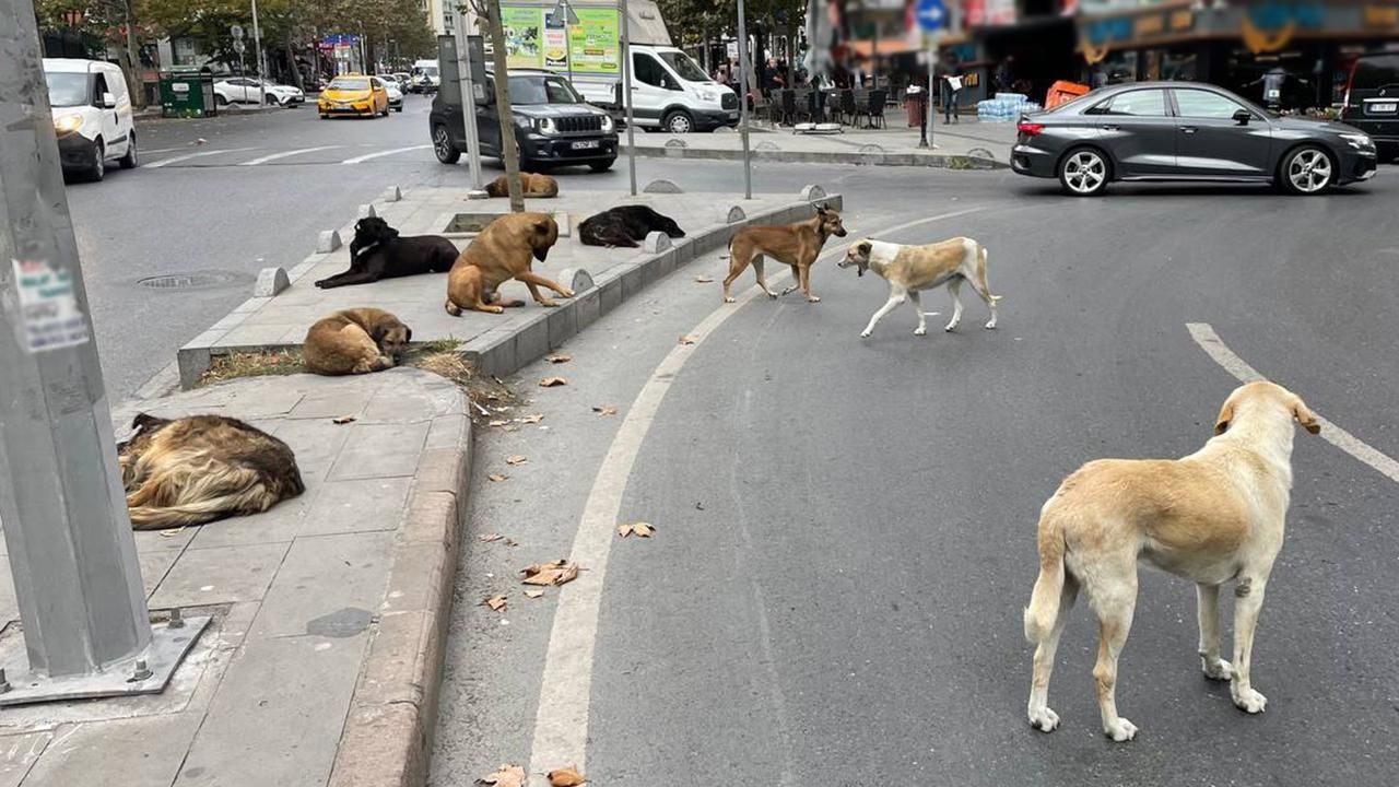 Inebolu Sokak Köpek (1)