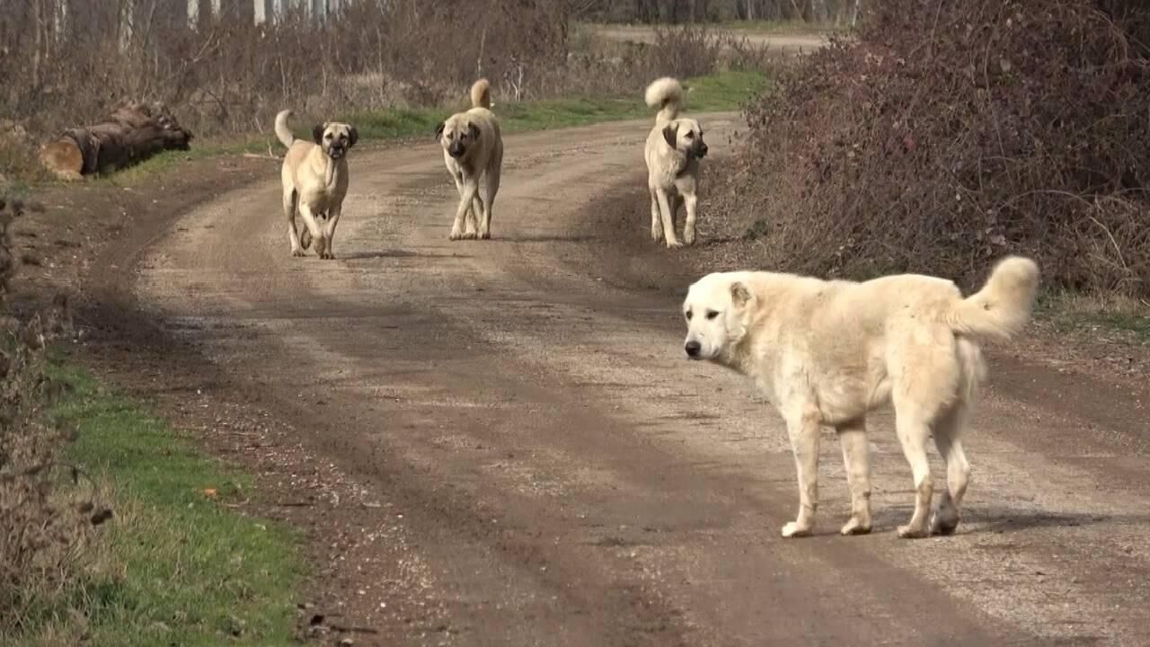 Kastamonu'da belediyeden dikkat çeken uyarı: 19 bin 110 TL ceza