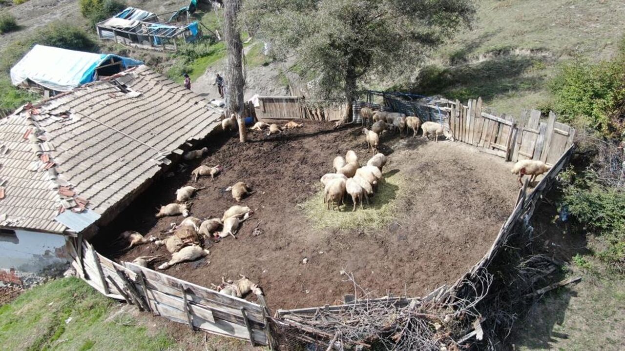 Kastamonu Ağlı Sürüye Kurt Daldı (3)
