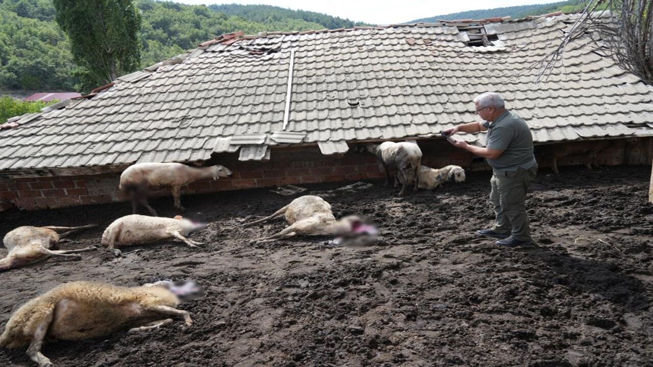 Kastamonu Ağlı Sürüye Kurt Daldı (4)
