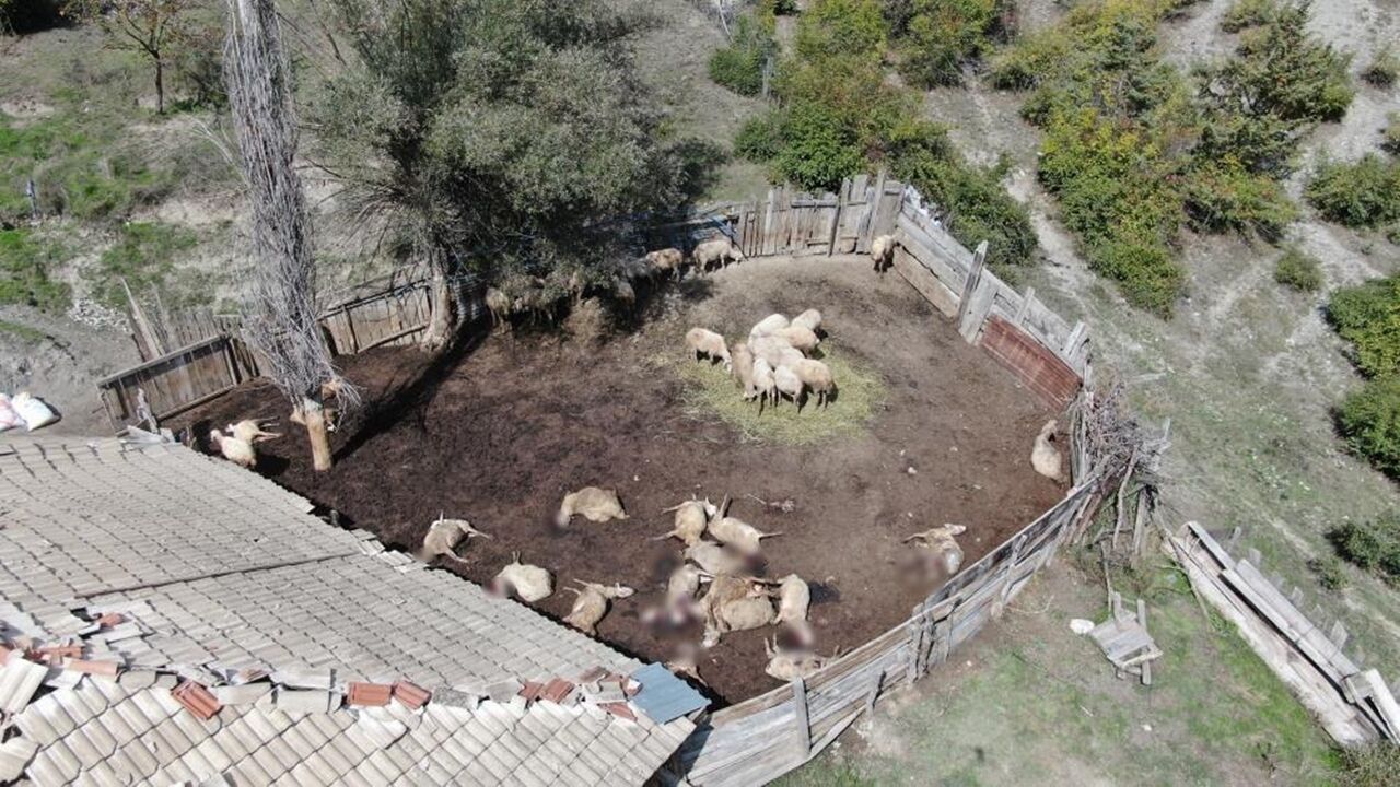Kastamonu Ağlı Sürüye Kurt Daldı (5)