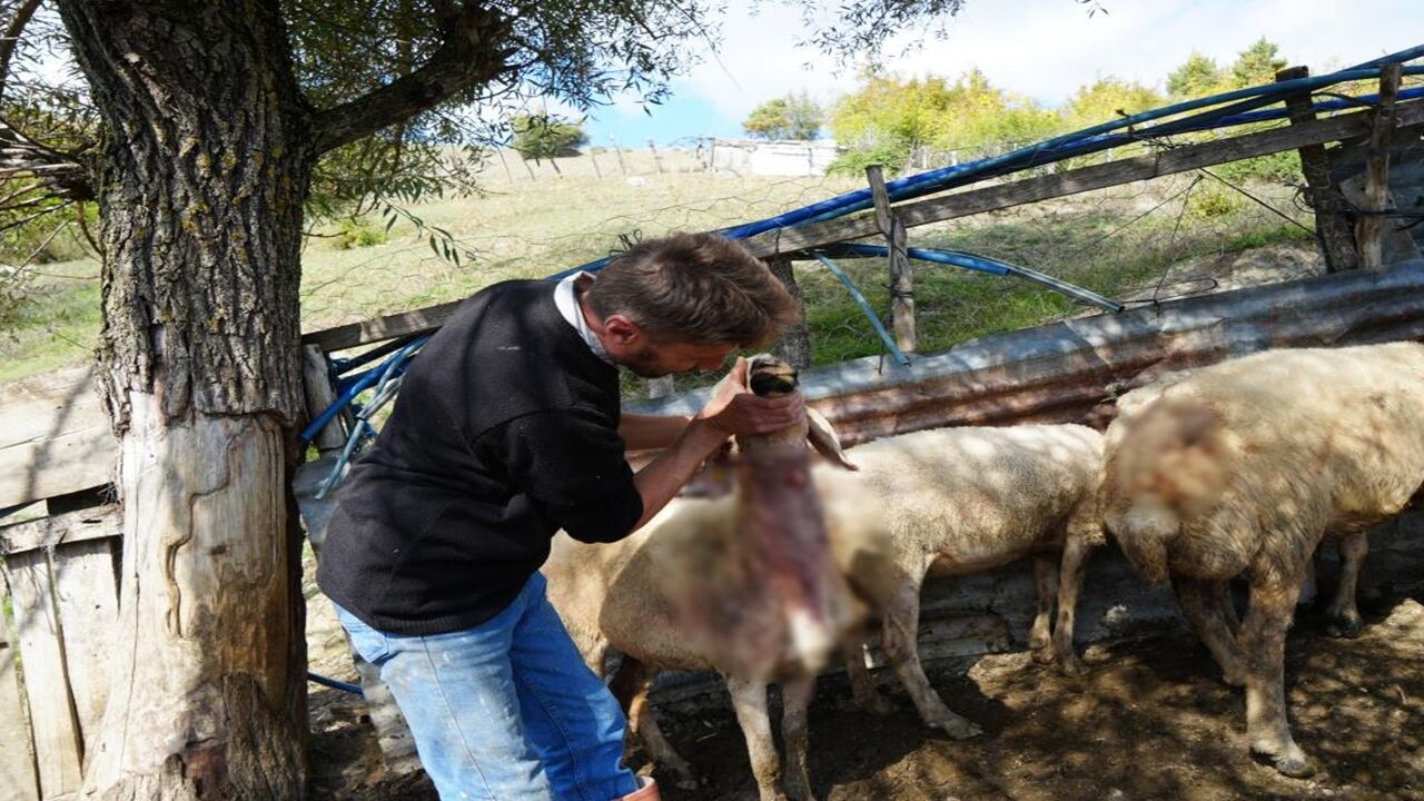 Kastamonu Ağlı Sürüye Kurt Daldı (6)
