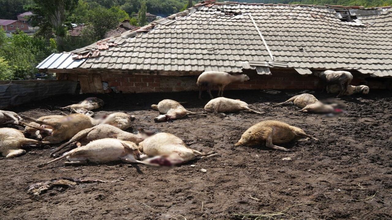 Kastamonu Ağlı Sürüye Kurt Daldı (7)