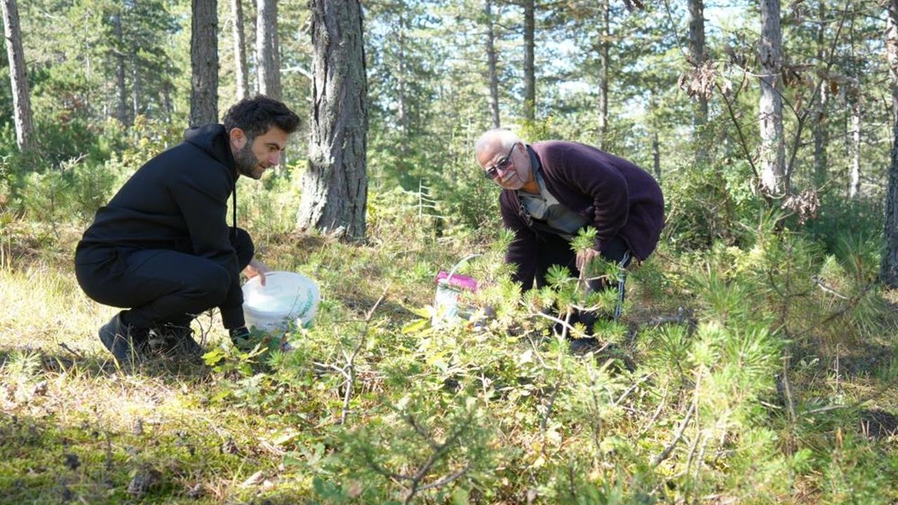 Kastamonu Da Ormanlarda Kanlıca Mantarı Avı (2)