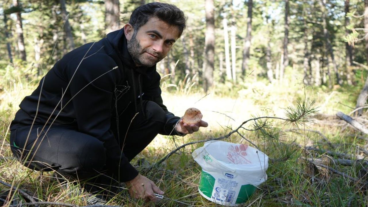 Kastamonu Da Ormanlarda Kanlıca Mantarı Avı (3)
