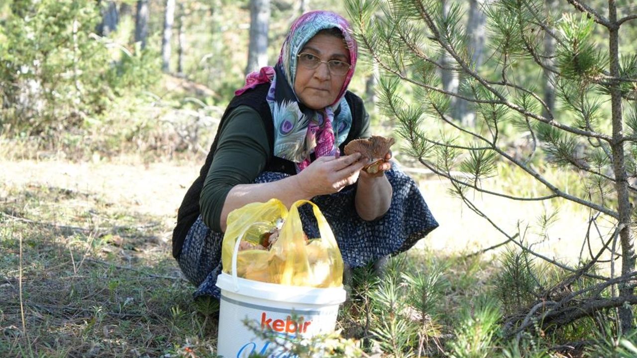 Kastamonu Da Ormanlarda Kanlıca Mantarı Avı (4)