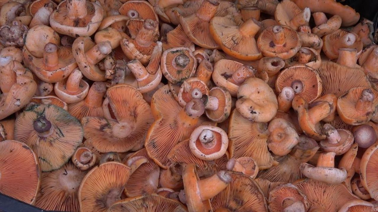 Kastamonu Da Ormanlarda Kanlıca Mantarı Avı (6)