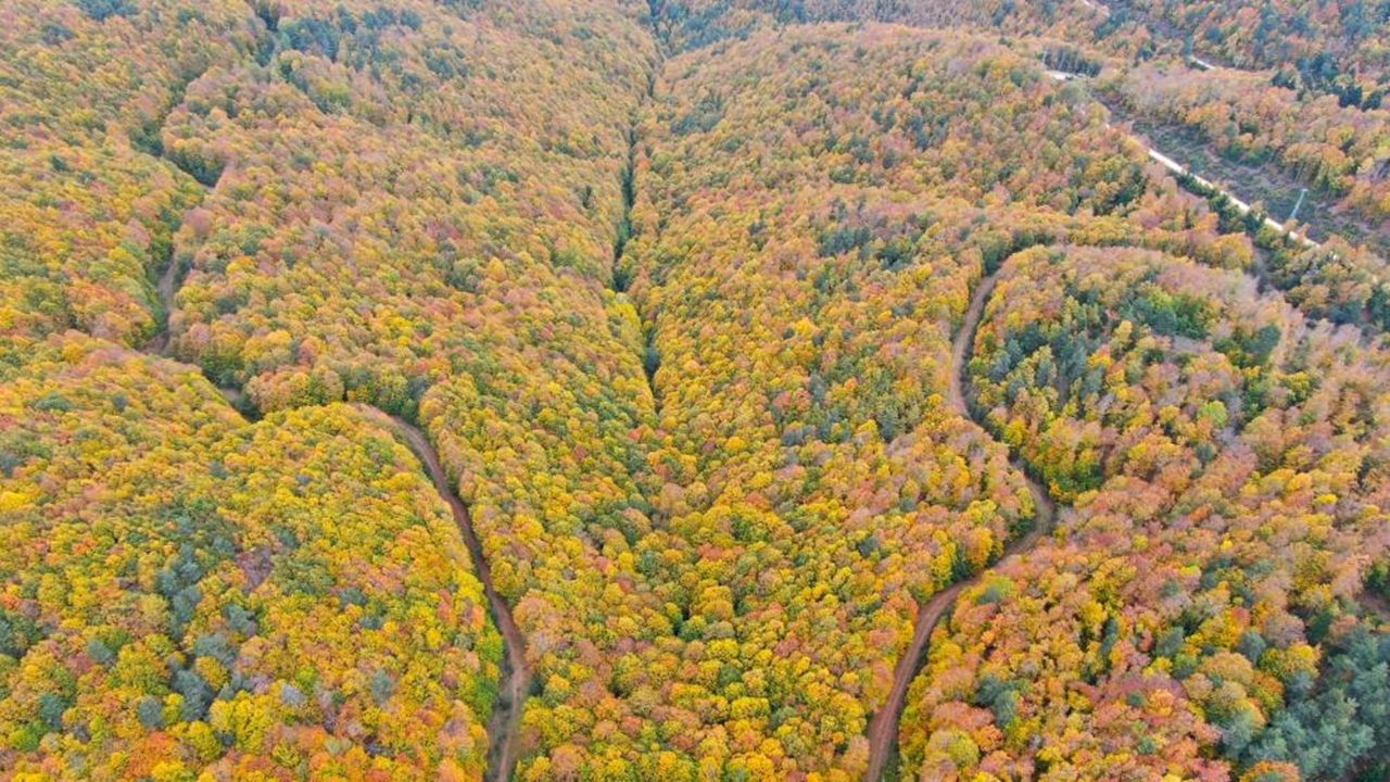 Kastamonu Da Renk Çümbüşü Sonbahar (4)