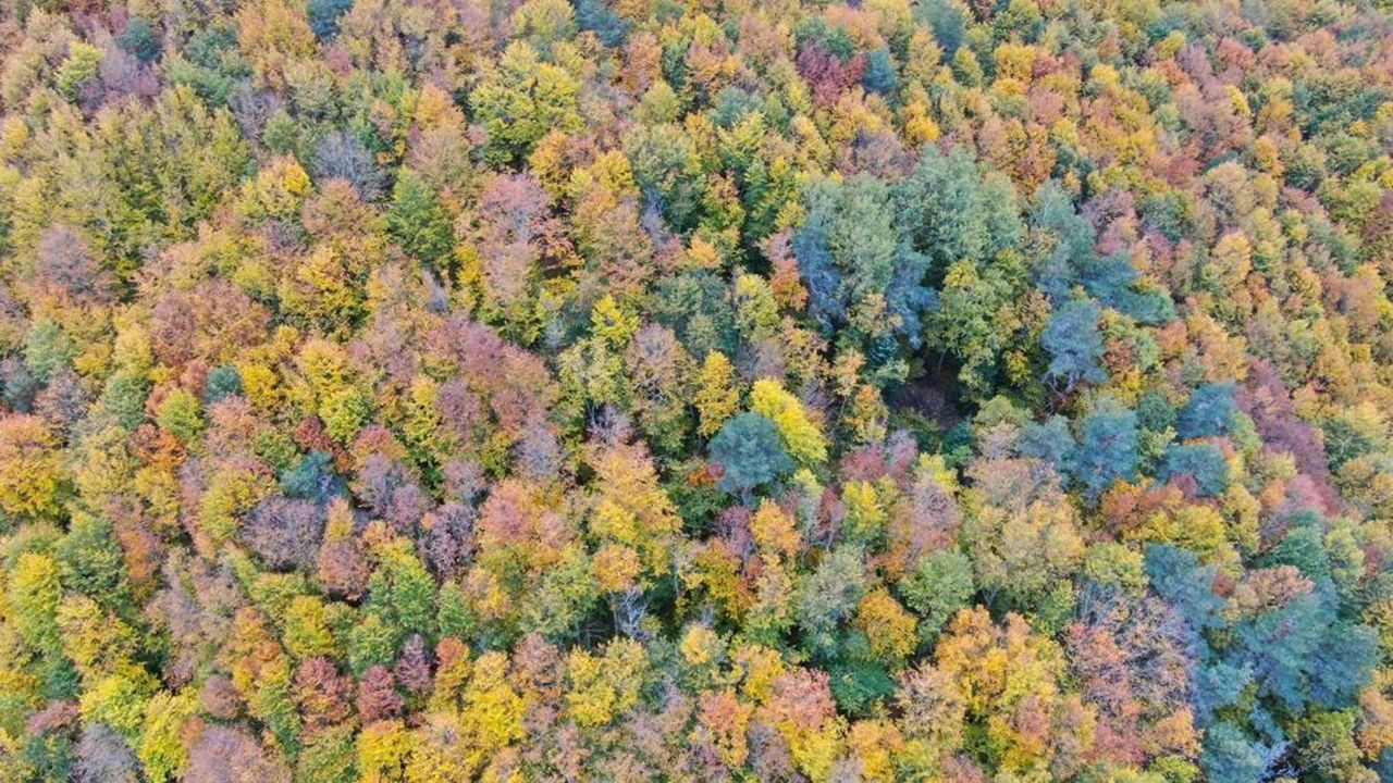 Kastamonu Da Renk Çümbüşü Sonbahar (5)