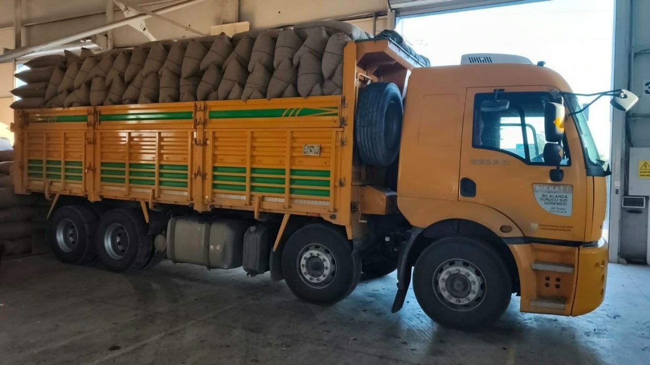 Kastamonu Fındık Alımı (2)