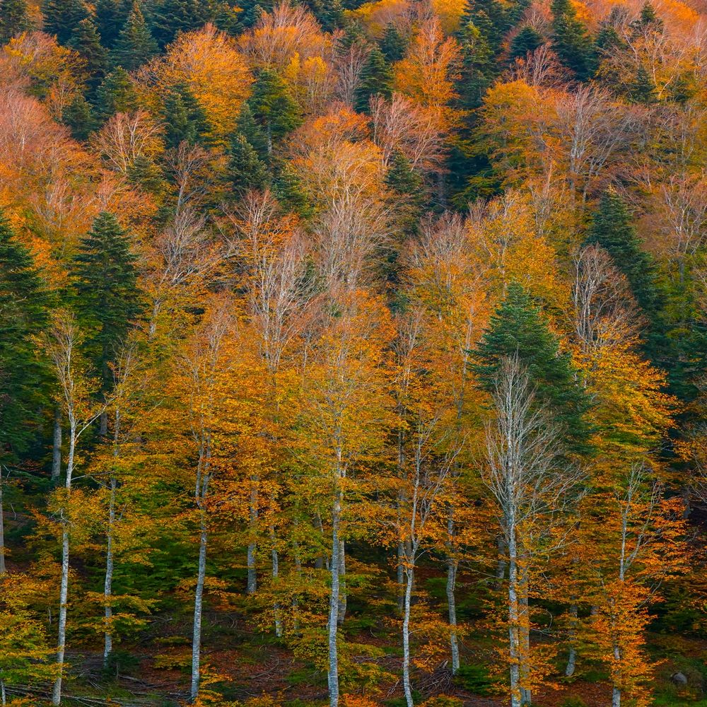 Kastamonu Sonbahar Renkleri (8)