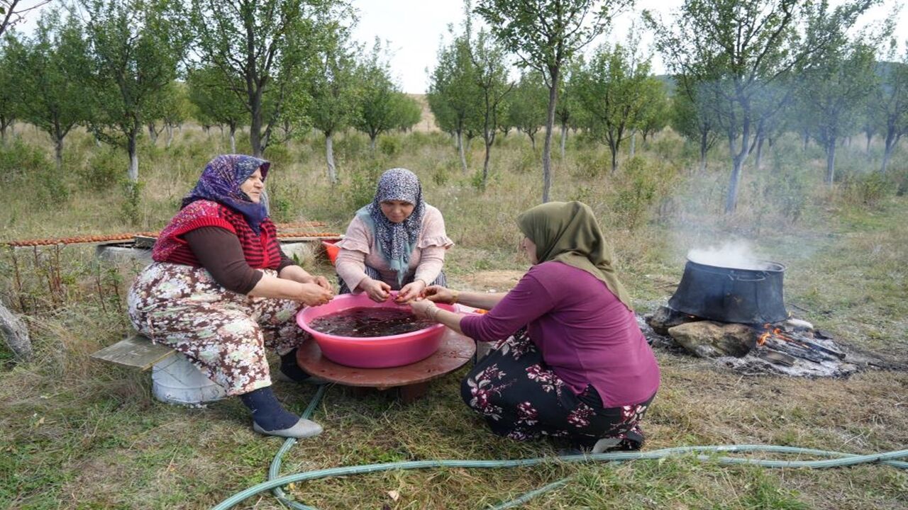 Kastamonu Üryani Eriği Hasadı Başladı (3)