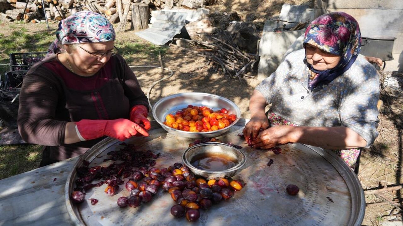 Kastamonu Üryani Eriği Hasadı Başladı (4)