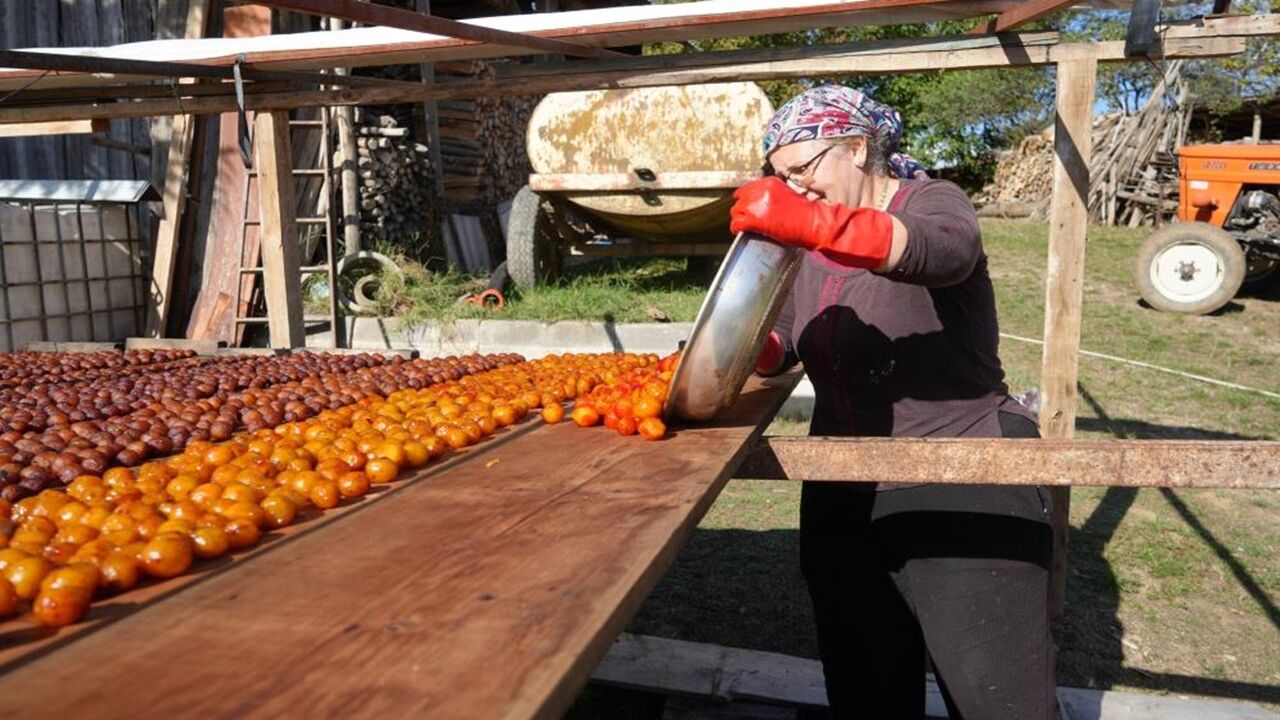 Kastamonu Üryani Eriği Hasadı Başladı (6)