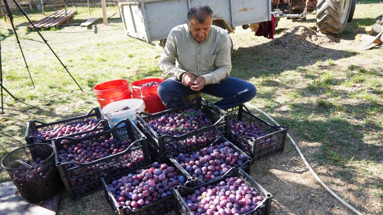 Kastamonu Üryani Eriği Hasadı Başladı (7)