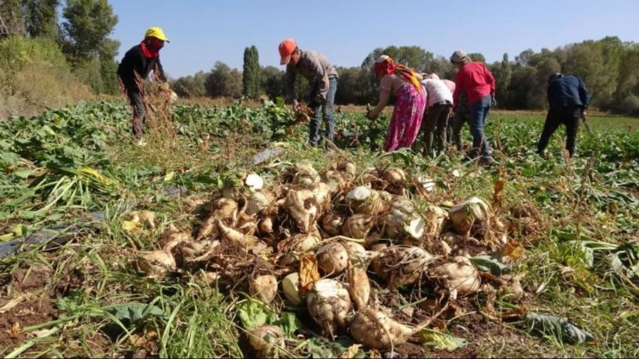 Kastamonu Yeni Parti'den pancar üreticisine destek çağrısı