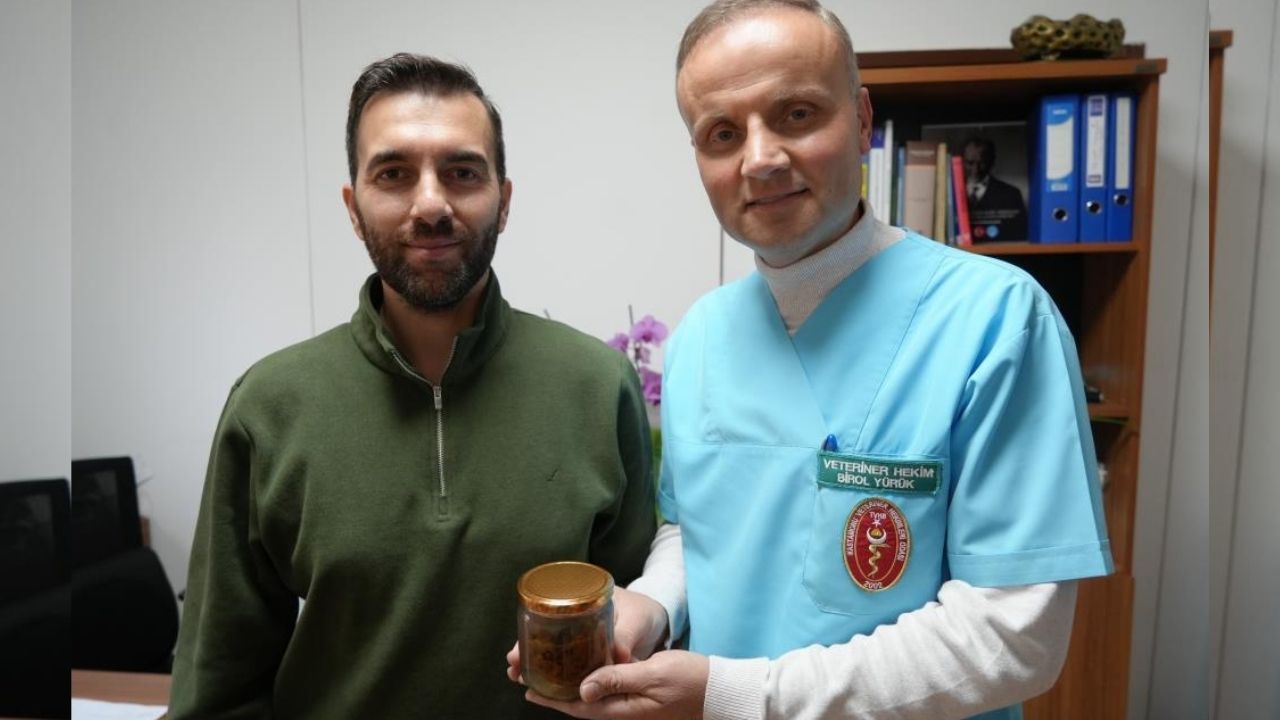 Kastamonu’da Ineğin Boğazından Çıkarılan Armut Ders Konusu Olacak (3)