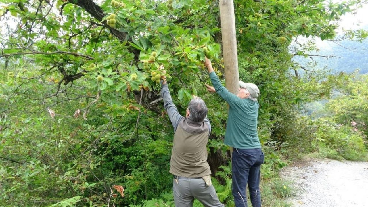 Kastamonu’da Kestane Bereketi! Kilosu 350 Tl’den Alıcı Buluyor (1)